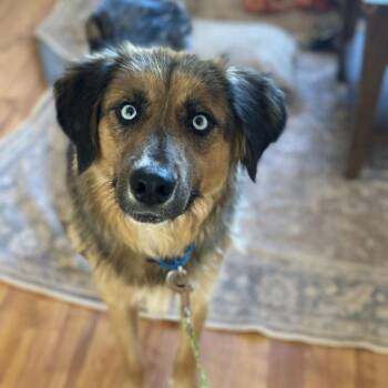 Shenandoah -  Australian Shepherd and German Shepherd Dog Dog for Adoption in Kanab, Utah - Shenandoah | PetCurious
