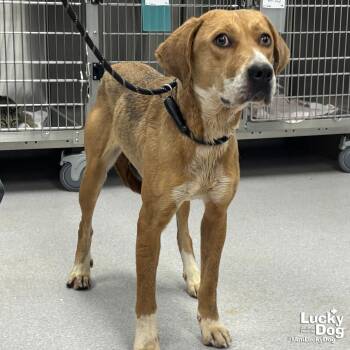 Retriever Dogs Available for Adoption - Zena | PetCurious