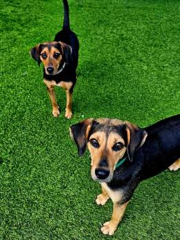 Snickers -  Beagle and Australian Cattle Dog Blue Heeler Dog for Adoption in Ellijay, Georgia - Snickers | PetCurious
