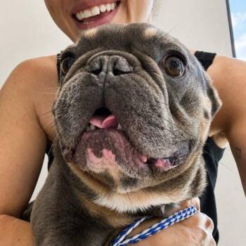 Aster -  French Bulldog Dog for Adoption in Austin, Texas - Aster | PetCurious