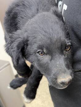 Walter -  Shepherd and Terrier Dog Available for Adoption in St. George, Utah - Walter | PetCurious