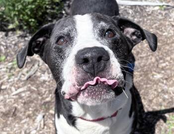 Cuthbert -  Mastiff and Labrador Retriever Dog for Adoption in Columbus, Indiana - Cuthbert | PetCurious