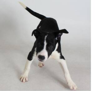 Pit Bull Terrier and Border Collie Dogs Available for Adoption - Colby | PetCurious