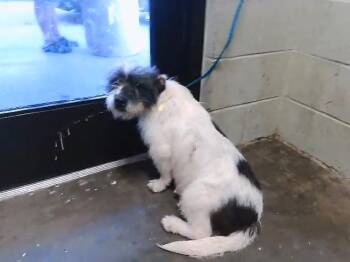 Giant Schnauzer Dogs Available for Adoption - CICI | PetCurious