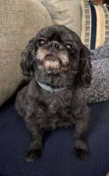 Mimi -  Shih Tzu Dog for Adoption in Nesquehoning, Pennsylvania - Mimi | PetCurious