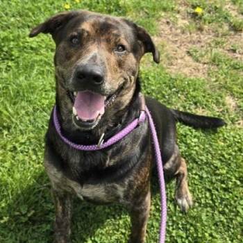 Labrador Retriever Dogs Available for Adoption in Philadelphia, Pennsylvania - Will | PetCurious
