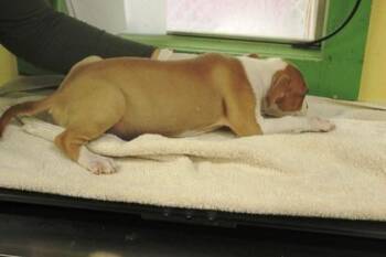 Prissy -  Terrier and Mixed Breed Dog for Adoption in Picayune, Mississippi - Prissy | PetCurious
