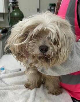 Petunia--Comes with Vet Care Support for Life -  Mixed Breed Dog for Adoption in Green Valley, Arizona - Petunia--Comes With Vet Care Support For Life | PetCurious