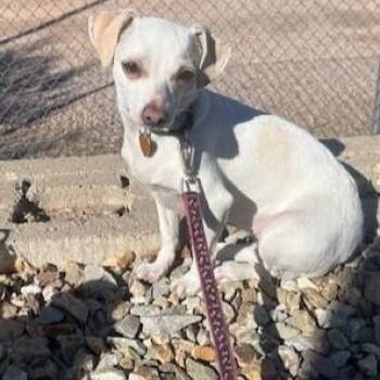 Rescue Rat Terrier Dogs for Adoption in Gilbert, Arizona - Jo-Zee | PetCurious