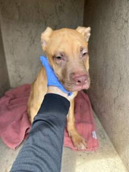 Mixed Breed Dogs Available for Adoption in West Palm Beach, Florida - BISCOFF | PetCurious