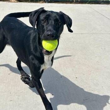 Catahoula Leopard Dog and Mixed Breed Dogs Available for Adoption in Matteson, Illinois - Jagger | PetCurious