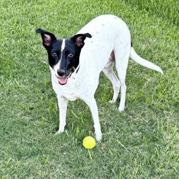 Pepper -  Australian Cattle Dog Blue Heeler and Border Collie Dog for Adoption in Lewisville, Texas - Pepper | PetCurious