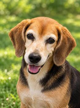 Macie -  Beagle Dog for Adoption in Franklin, Tennessee - Macie | PetCurious