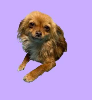 Chihuahua Dogs Available for Adoption in Hollister, California - Ashley | PetCurious