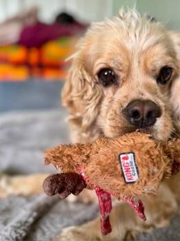 Cocker Spaniel Dogs Available for Adoption in Austin, Texas - Lambie | PetCurious