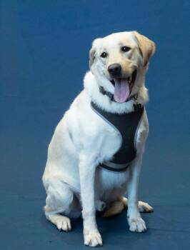 Kane -  Labrador Retriever Dog for Adoption in Churchville, New York - Kane | PetCurious