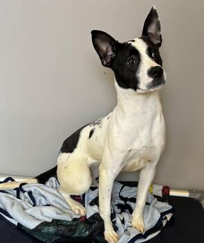 Naomi -  Terrier Dog for Adoption in Mason City, Iowa - Naomi | PetCurious