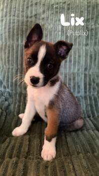 Lix -  German Shepherd Dog Dog for Adoption in Greensboro, North Carolina - Lix | PetCurious