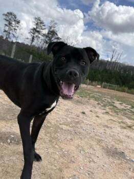 Mixed Breed Dogs Available for Adoption in Atlanta, Georgia - Onyx | PetCurious