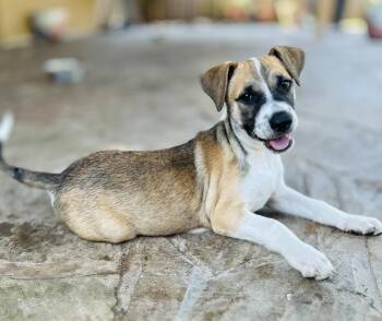 Rescue Shepherd Dogs for Adoption in Longview, Texas - Leo | PetCurious