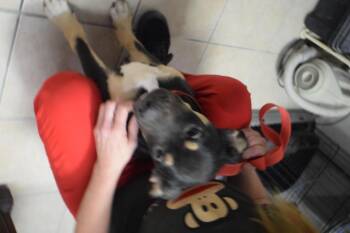 Konrad -  German Shepherd Dog Dog for Adoption in Pahrump, Nevada - Konrad | PetCurious