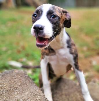 Rescue Hound and Pit Bull Terrier Dogs for Adoption in Wake Forest, North Carolina - Abigail (Abby) | PetCurious