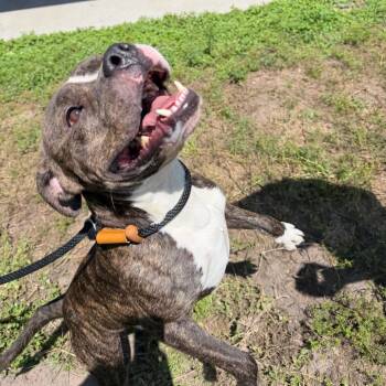 Terrier Dogs Available for Adoption in Clearwater, Florida - Duke | PetCurious