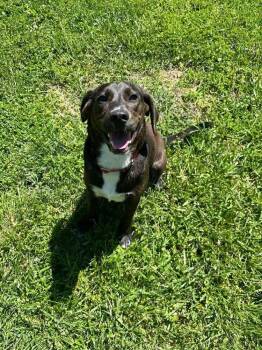 RC Brook -  Mountain Cur and Hound Dog for Adoption in Aurora, Indiana - RC Brook | PetCurious
