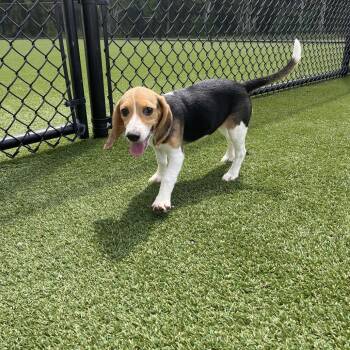 DJ96 7935 -  Beagle Dog for Adoption in Loxahatchee Groves, Florida - DJ96 7935 | PetCurious