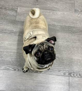 Pug Dogs Available for Adoption - Mary  | PetCurious