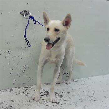 KEVIN -  German Shepherd Dog and Mixed Breed Dog for Adoption in Houston, Texas - KEVIN | PetCurious