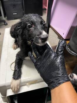 Anastasia -  Border Collie and Mixed Breed Dog for Adoption in Rockport, Texas - Anastasia | PetCurious