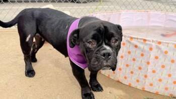 Lemon -  English Bulldog and Mixed Breed Dog for Adoption in Balch Springs, Texas - Lemon | PetCurious