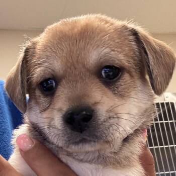 Nico -  Chihuahua Dog for Adoption in Goleta, California - Nico | PetCurious