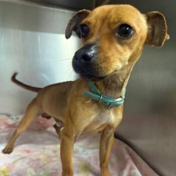 Mixed Breed Dogs Available for Adoption in Columbus, Georgia - 05/08/2026-Stray-HoneysuckleDrive | PetCurious