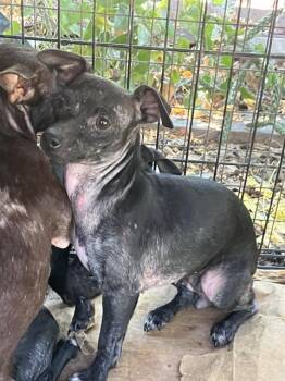 BANZAI -  Mixed Breed Dog for Adoption in Dallas, Texas - BANZAI | PetCurious