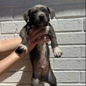 Pit Bull Terrier and Mixed Breed Dogs Available for Adoption in Kansas City, Missouri - James | PetCurious