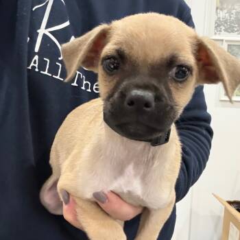 Rescue French Bulldog and Pug Dogs for Adoption in Sacramento, California - Tide | PetCurious