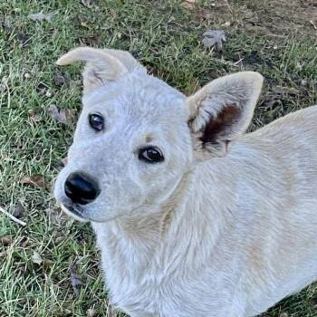 Rescue Labrador Retriever and Shepherd Dogs for Adoption in Enfield, Connecticut - Snowball | PetCurious