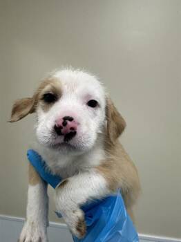 American Staffordshire Terrier Dogs Available for Adoption - BEETLE | PetCurious