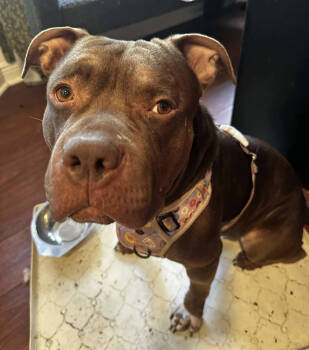 Rescue American Bulldog Dogs for Adoption in Austin, Texas - Keith | PetCurious