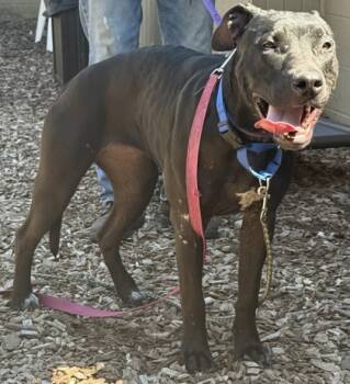 Rescue Mixed Breed Dogs for Adoption in Cincinnati, Ohio - Redbull | PetCurious