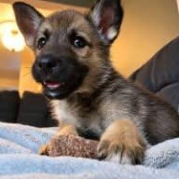 Willow -  German Shepherd Dog and Husky Dog for Adoption in Appin, Ontario - Willow | PetCurious