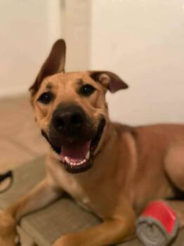 Rescue Rhodesian Ridgeback and Shepherd Dogs for Adoption in Visalia, California - Laila | PetCurious