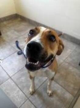 Boxer Dogs Available for Adoption in Tiger, Georgia - Oakley | PetCurious