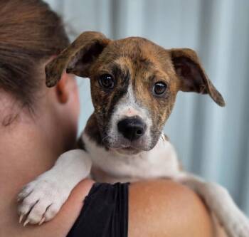 Hound Dogs Available for Adoption in Washington, District Of Columbia - Babe George | PetCurious