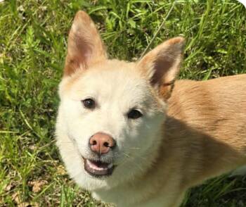 Gamja -  Shiba Inu and Corgi Dog for Adoption in San Ramon, California - Gamja | PetCurious