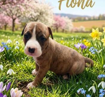 Mixed Breed Dogs Available for Adoption - Fiona | PetCurious
