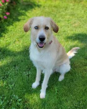 Crouton -  Goldendoodle and Great Pyrenees Dog for Adoption in Dysart, Iowa - Crouton | PetCurious