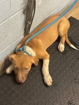 Watermelon -  Mixed Breed Dog for Adoption in Chamblee, Georgia - Watermelon | PetCurious
